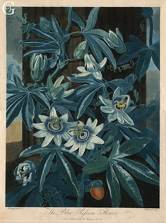 Caldwell, The Blue Passion Flower